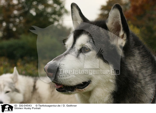 Sibirien Husky Portrait / DG-04543
