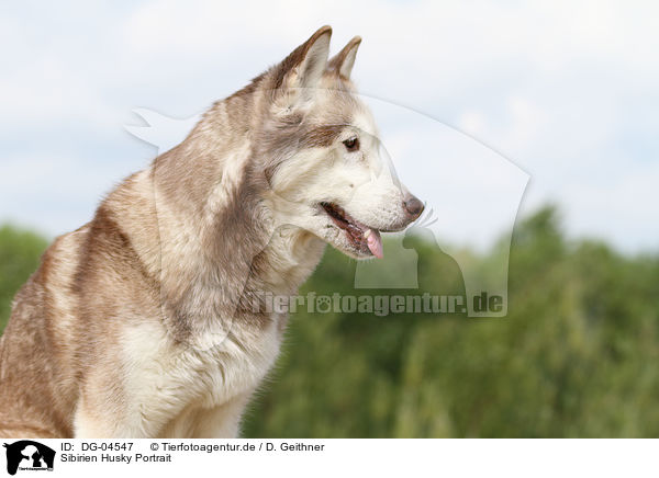 Sibirien Husky Portrait / DG-04547