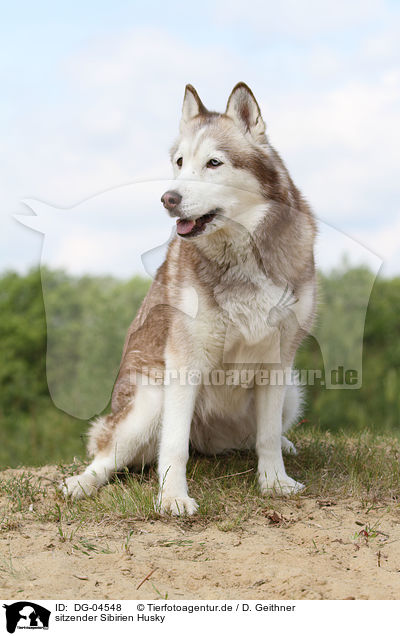 sitzender Sibirien Husky / DG-04548