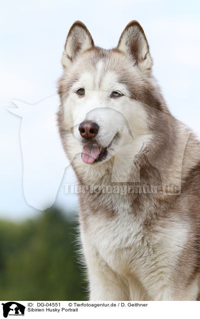 Sibirien Husky Portrait / DG-04551