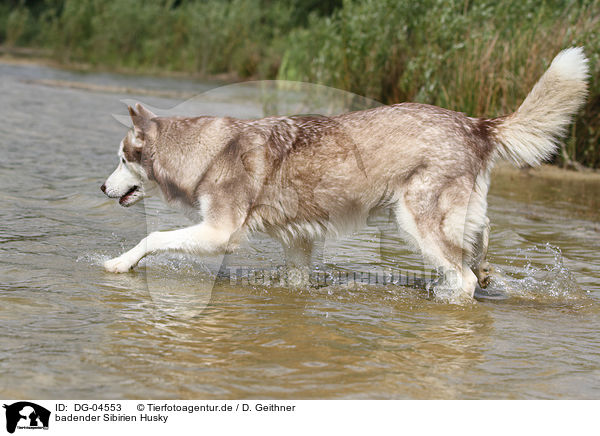 badender Sibirien Husky / DG-04553