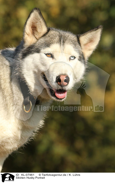 Sibirien Husky Portrait / Siberian Husky Portrait / KL-07961