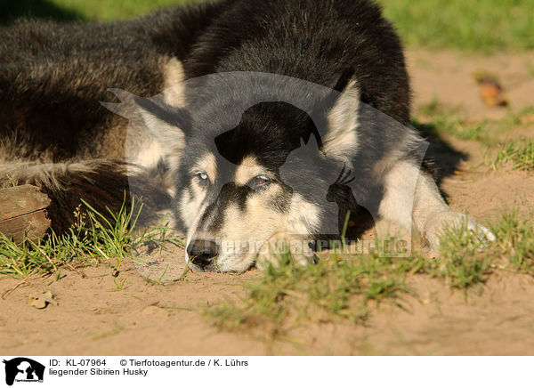 liegender Sibirien Husky / lying Siberian Husky / KL-07964