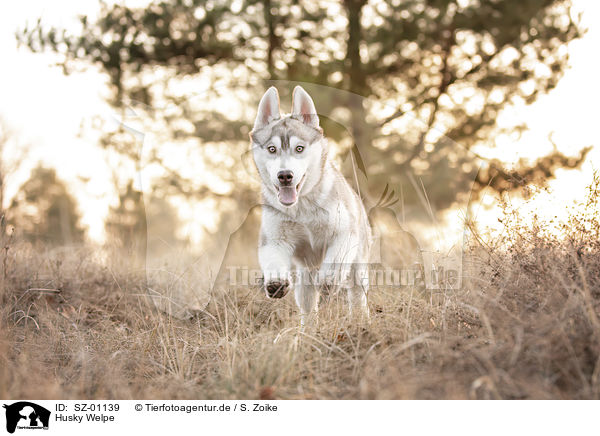 Husky Welpe / Husky Puppy / SZ-01139