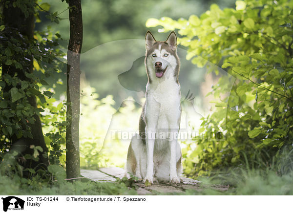 Husky / TS-01244