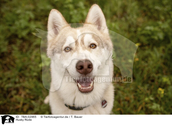 Husky Rde / male Husky / TBA-02965