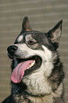 Sibirien Husky Portrait