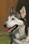 Sibirien Husky Portrait