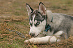 Sibirischer Husky