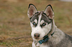 Sibirischer Husky