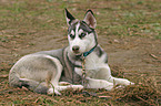 Sibirischer Husky