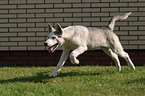 Sibirien Husky in Bewegung