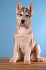 Sibirien Husky Welpe