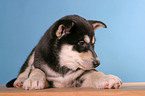 Sibirien Husky Welpe