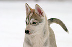 Sibirien Husky Welpe