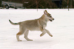 Sibirien Husky Welpe