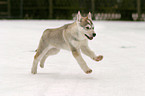 Sibirien Husky Welpe