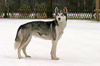 Sibirien Husky