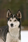 Sibirien Husky