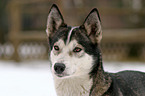 Sibiren Husky Portrait