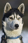 Sibirien Husky Portrait