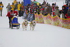 Schlittenhunderennen