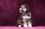 Sibirien Husky Welpe