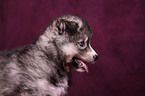 Sibirien Husky Welpe Portrait