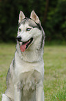 Sibirien Husky Portrait