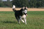 rennender Sibirien Husky