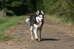 laufender Sibirien Husky