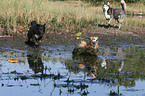 Sibirien Husky und Mischlinge