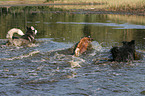 Sibirien Husky und Mischlinge