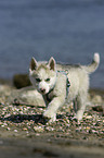 Sibirien Husky Welpe