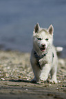 Sibirien Husky Welpe