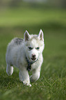 Sibirien Husky Welpe