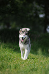 Sibirien Husky