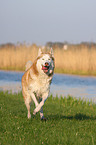 Siberian Husky