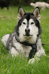 liegender Sibirien Husky