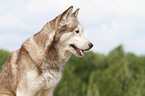 Sibirien Husky Portrait