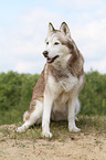 sitzender Sibirien Husky