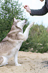 Sibirien Husky gibt Pftchen