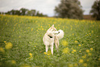 Husky Rde