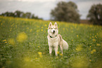 Husky Rde