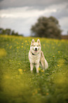 Husky Rde