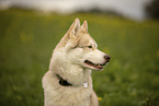 Husky Rde