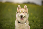 Husky Rde