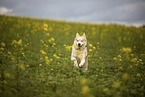 Husky Rde