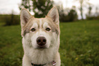 Husky Rde