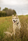 Husky Rde